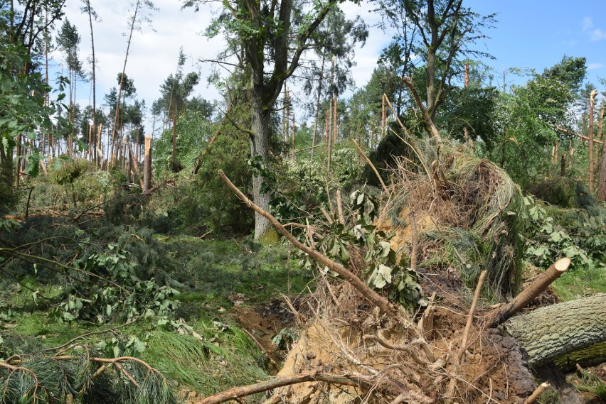 Piątkowa trąba powietrzna zniszczyła 1500 ha lasu w...