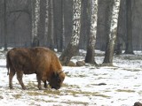 Pieniądze za park narodowy. Dyrektorzy robią wyceny.