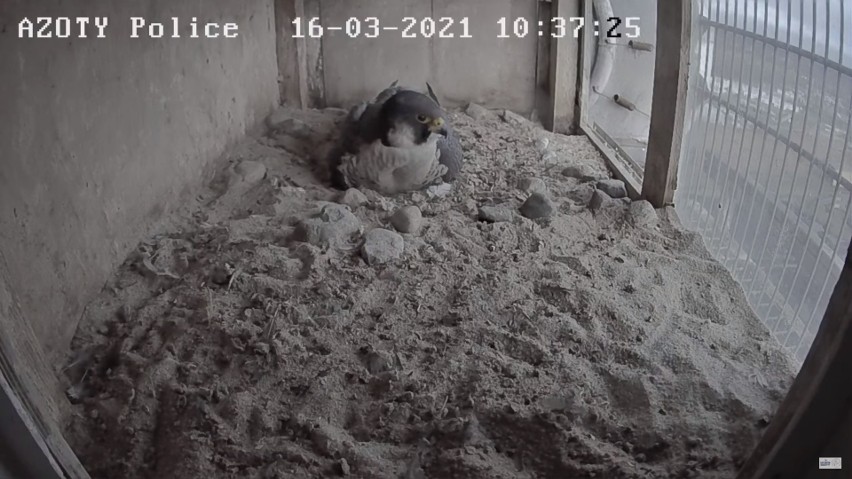 Słynne sokoły z Polic wróciły do gniazda. I już są nawet dwa jaja! Zobacz wideo