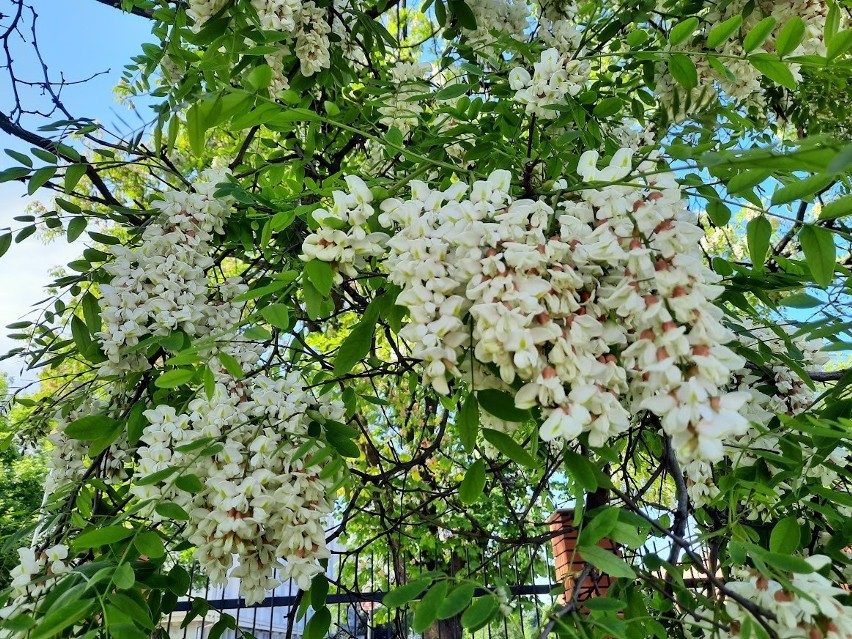 Biała akacja zachwyca zapachem i wyglądem kwiatów.