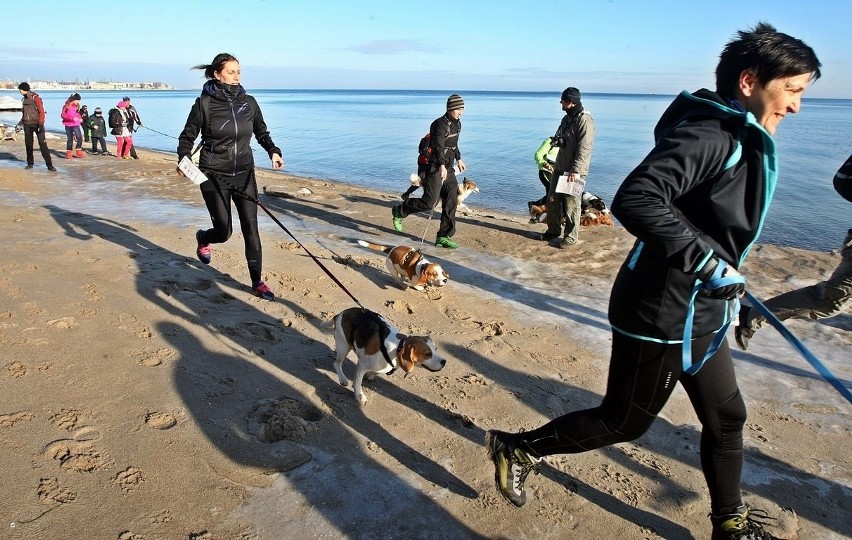 Pomorski Puchar Dogtrekkingu w Gdyni. Psy i ich właściciele maszerowali Polanką Redłowską [ZDJĘCIA]