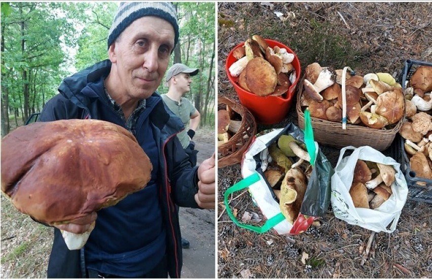 Grzyb olbrzym ze zdjęcia ważył 1,3 kg! Był zdrowiusieńki