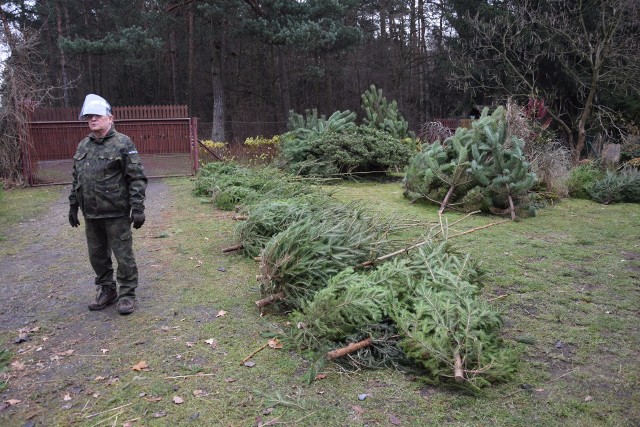 Jak informuje nadleśnictwo Siewierz, w tym roku kupujemy żywe choinki dużo częściej niż zwykle.Zobacz kolejne zdjęcia. Przesuwaj zdjęcia w prawo - naciśnij strzałkę lub przycisk NASTĘPNE