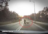 Zielona Góra. Pieszą i jej psa przed potrąceniem uratował refleks kierowcy. Kobieta wbiegła pod samochód! Policja wyjaśni tę sprawę