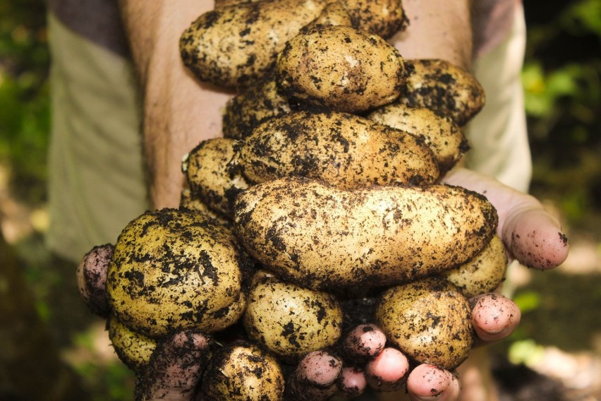 Kiedyś uprawiano inne odmiany ziemniaków, a przede wszystkim...