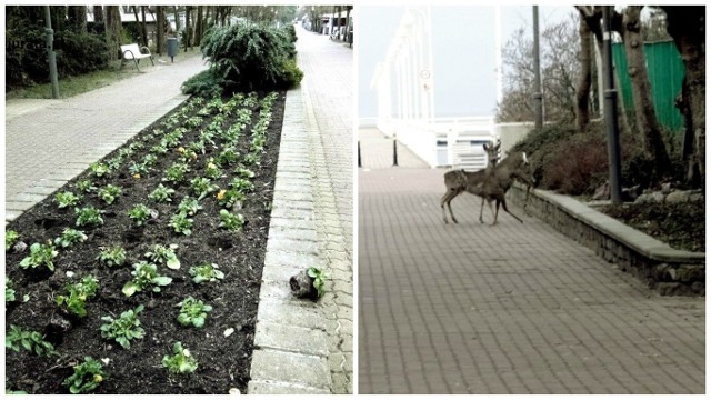 Znikające bratki w Juracie. Winne sarny &quot;złodziejki&quot; [ZDJĘCIA]Sarny na molo w Juracie wyjadały bratki