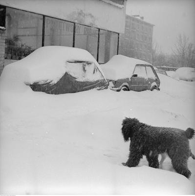 Zasypane śniegiem samochody Fiat 126p przy pawilonach...