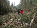 Zakopane. Park będzie sadził nowe drzewa w Tatrach