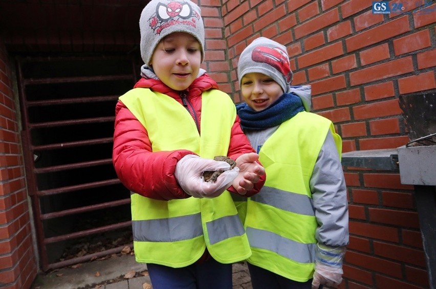 Przedszkolaki ratowały żaby nad Jeziorem Szmaragowym [zdjęcia, wideo] 