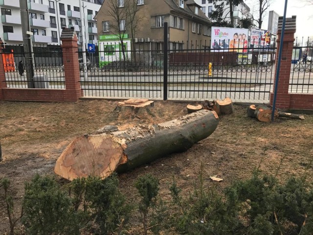 Wycięte drzewa przy parafii pw. Najświętszej Maryi Panny Królowej Polski na Klecinie.