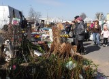 Wiosenne kwiaty - bratki, stokrotki, prymulki czy drzewka na radomskim targowisku Korej w czwartek 24 marca. Zobacz zdjęcia i ceny