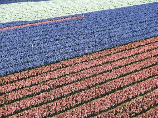 Kwiaty są znakiem rozpoznawczym Holandii, a ich uprawa ważną...