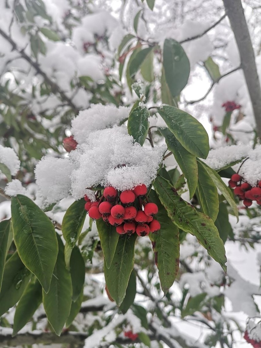 Kraków. Ogród Botaniczny niczym zimowa kraina. Zachwycający! [ZDJĘCIA]