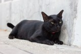Black Cat Friday w Lublinie: Nie bądź przesądny, sterylizuj
