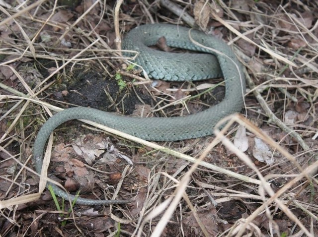 Podniesienie temperatury spowodowało, że zaskroniec przebudził się z zimowego letargu i wydostał na zewnątrz. Ostatnie tygodnie spędził w terrarium