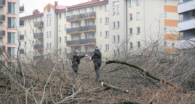W Krakowie w ciągu dwóch miesięcy wyciętych zostało około tysiąca drzew