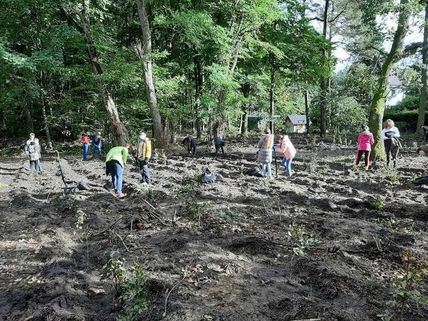 Tysiąc nowych drzew przy jeziorze Głębokim w Szczecinie. Uczniowie pomogli leśnikom. ZDJĘCIA