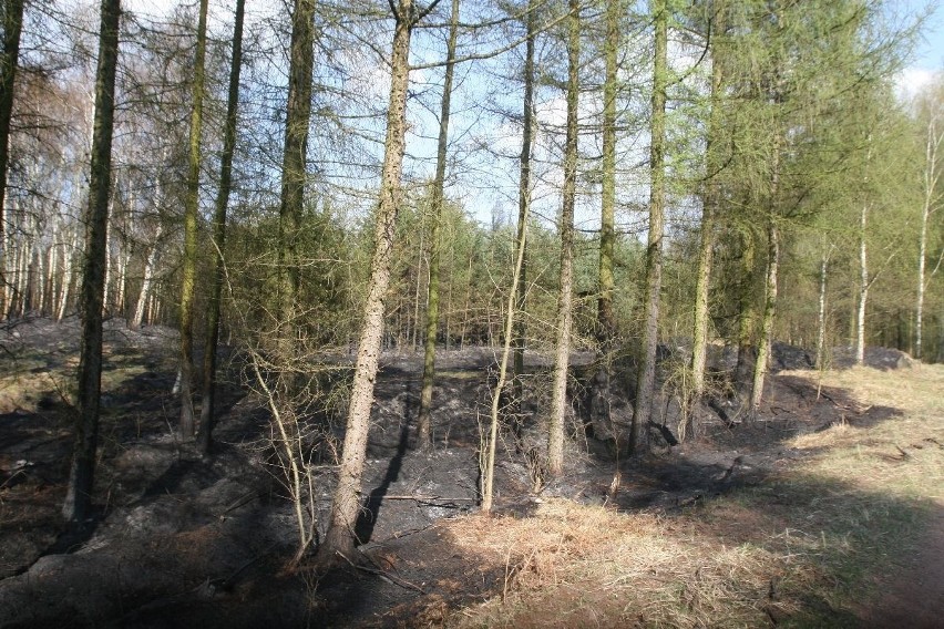 Gigantyczny pożar lasów koło Rud Raciborskich [ZDJĘCIA]