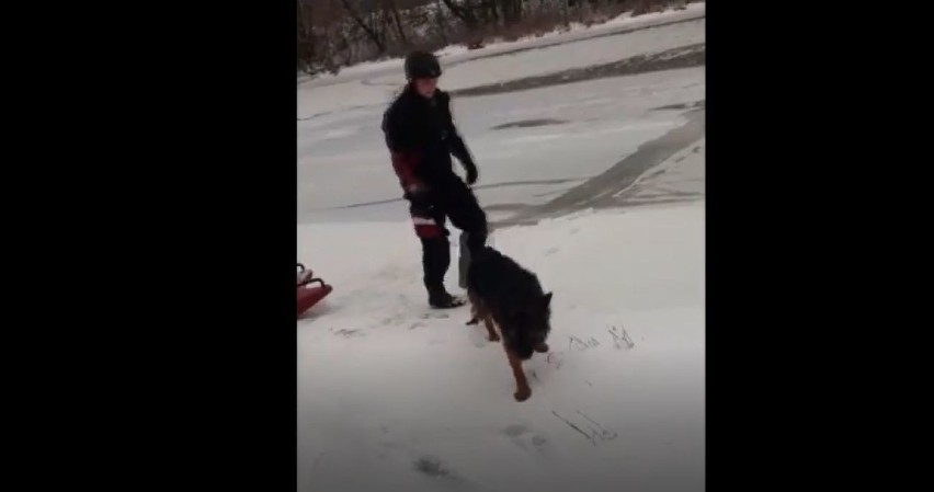 Maków Mazowiecki. Policjanci i strażacy uratowali uwięzionego pod lodem psa. Zobaczcie filmik z akcji, która była 2.02.2021