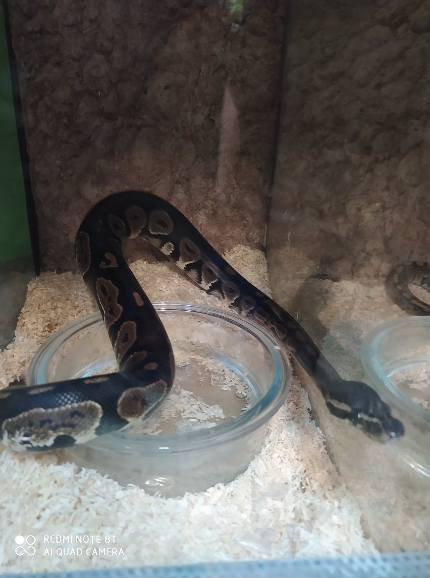 Wąż odnaleziony w Nowej Hucie