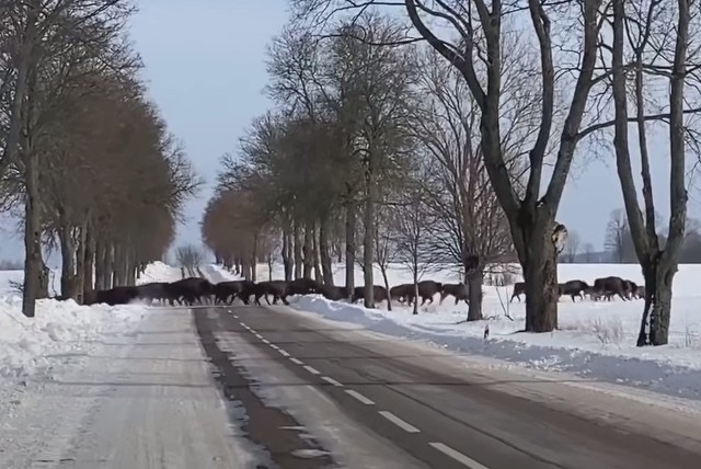 Stado żubrów przebiega przez drogę w okolicach Krynek na Podlasiu