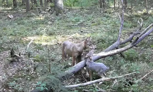 Młode wilki z Lasów Dalszeyckich, nagrane na foto pułapkę.