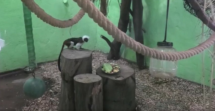 Krakowskie zoo ma nowych małych mieszkańców. To urocze tamarynki
