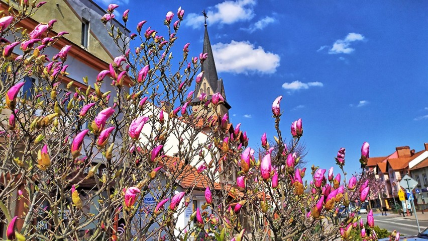 Dobczyce. Na rynku zakwitły magnolie. Wspaniały widok! [ZDJĘCIA]
