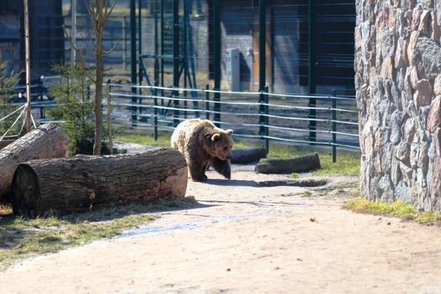 Po trwającej kilka lat modernizacji niedźwiedzica Joli opuściła zardzewiałą klatkę i przeniosła się do prawdziwego wybiegu. Wkrótce potem dołączył do niej samiec Grześ 