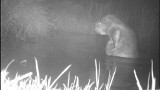 Kąpiel uroczego bobra z lasu pod Częstochową. Leśny Kawaler ponownie zachwyca swoim nagraniem