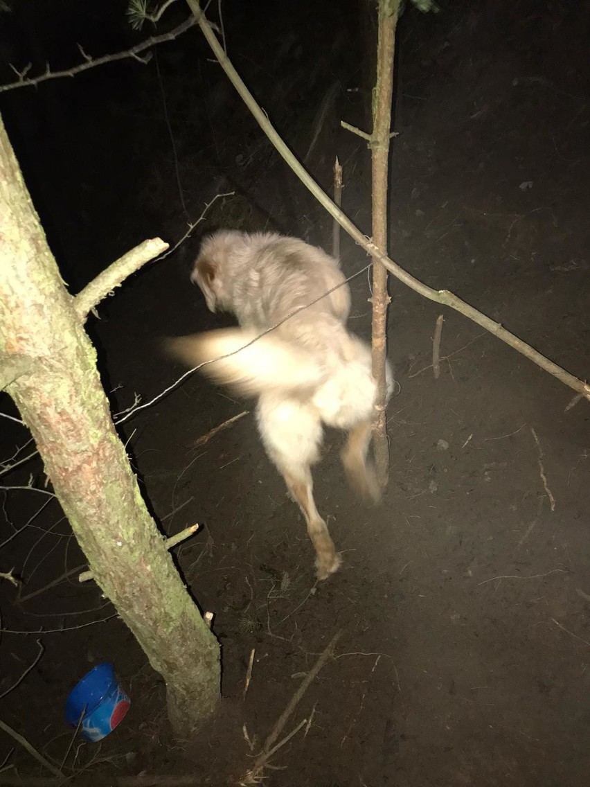 Łapy. Ktoś zostawił w lesie pułapkę. Wpadł w nią pies. Mógł umrzeć z głodu. Policja szuka sprawcy (zdjęcia)