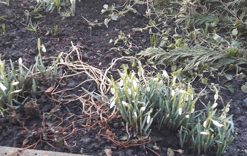 Widać już pierwsze oznaki wiosny w Oświęcimiu i powiecie oświęcimskim. Też zobaczyłeś i uwieczniłeś? Podziel się z nami zdjęciami