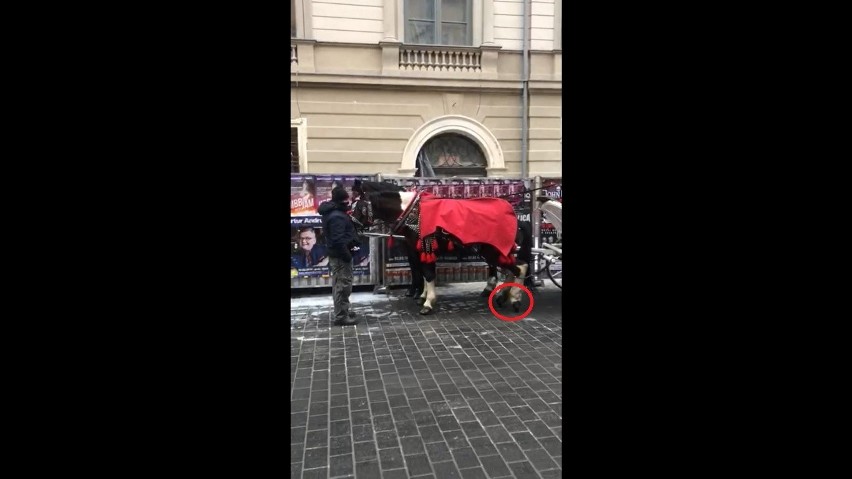 Kraków. Koń padł w centrum. Dziwne zachowanie woźnicy [ZDJĘCIA, WIDEO]