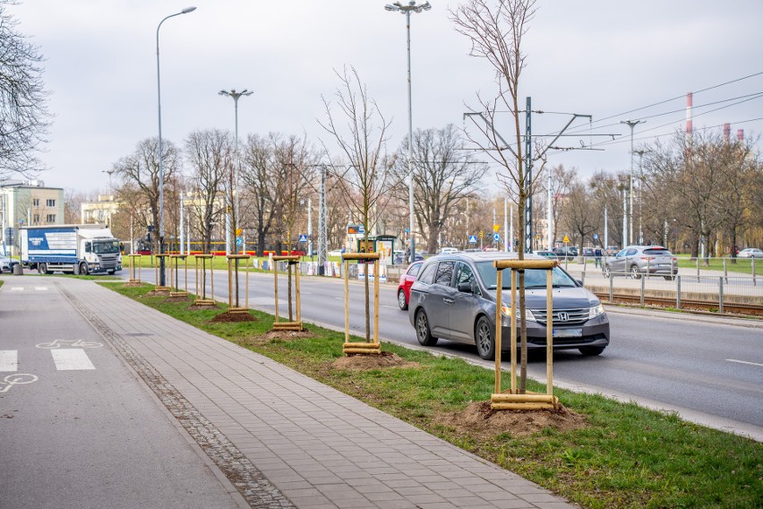 Zieleń w Łodzi. W mieście trwa wiosenne sadzenie drzew przy głównych ulicach i w miejskich lasach