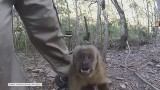 Wściekła małpa kapucynka zaatakowała kamerę