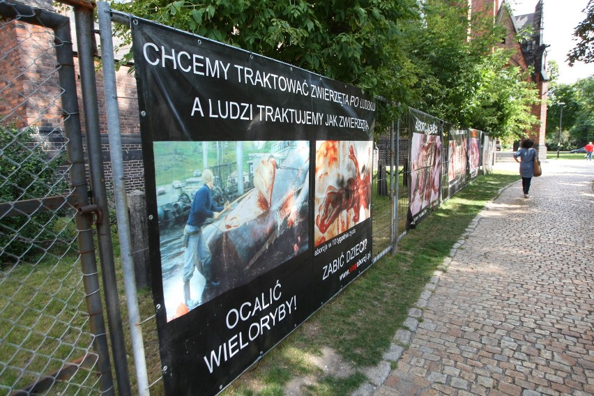 Antyaborcyjne plakaty we Wrocławiu