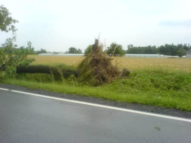 Drzewo przy drodze w miejscowości Dęba koło Przytyka.