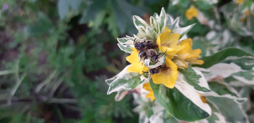 Samce pszczoły skrócinki, również samotnicy w czasie noclegu...