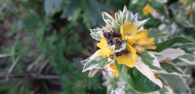 Samce pszczoły skrócinki, również samotnicy w czasie noclegu na tojeści.