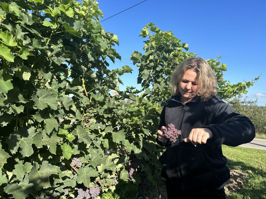 W sandomierskich winnicach rozpoczęło się winobranie. Zobacz zdjęcia zbiorów w Winnicy Nobilis w Faliszowicach
