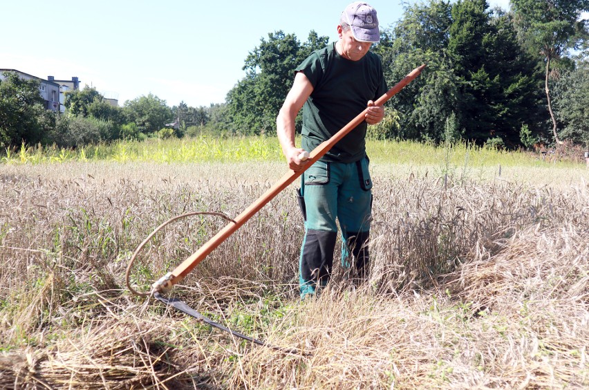 W Ogrodzie Botanicznym w Łodzi skoszono pszenżyto i pszenicę