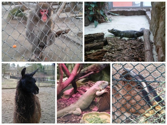 Zoo w bydgoskim Myślęcinku - coraz więcej zwierząt budzi się z zimowego snu.