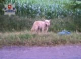 Powiat krasnostawski: Mężczyzna wyrzucił psa z samochodu. Policja poszukuje sprawcy