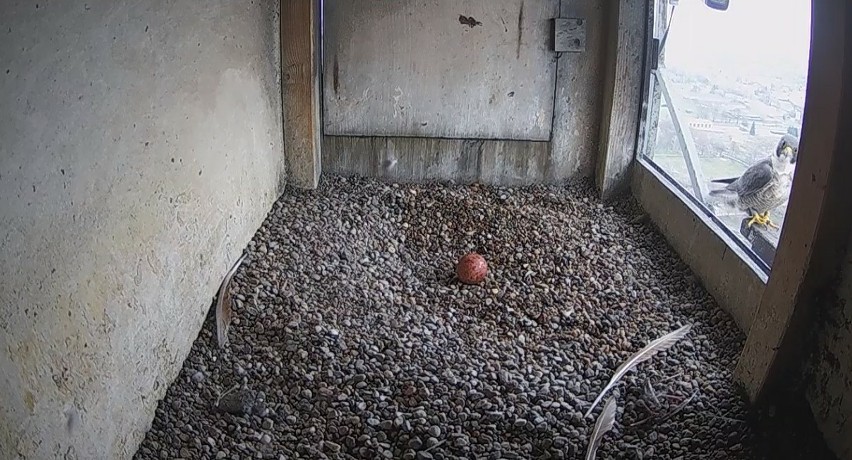 U lubelskich sokołów pojawiło się pierwsze jajko. Ptasia rodzina znów się powiększy