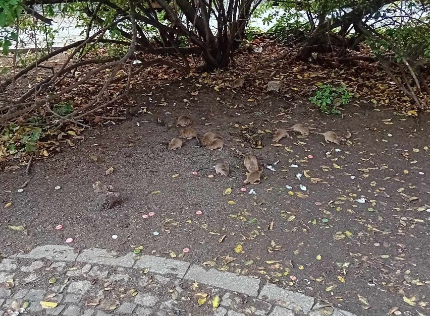 Stado szczurów było widziane przy ul. Jedności Narodowej.