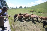 GLIWICE: owce kameruńskie, czyli ekologiczne "kosiarki", wróciły  na składowisko odpadów. Są ciche i nie zanieczyszczają powietrza. ZOBACZ!