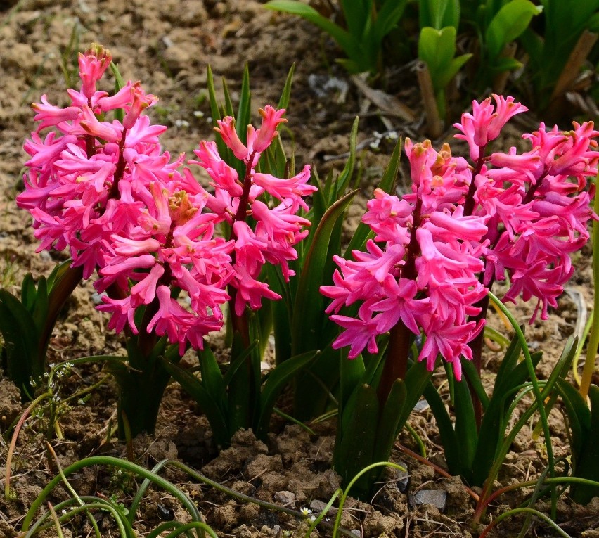 Ogród Botaniczny w Lublinie już otwarty dla mieszkańców