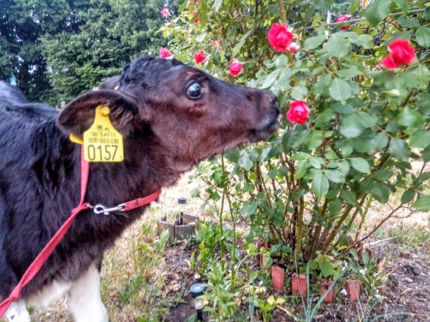 Młoda krowa uciekła z transportu. Uratowali ją i wykupili od rolników animalsi z Miastka