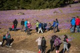 Wyzwiska, psy, pikniki i... grile. Polacy ruszyli na krokusy