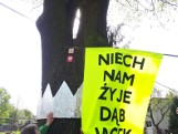 Kraków. Mieszkańcy chcą ochrony wielkiego dębu. Nazwali go Jacek. Ale i tak czeka go wycinka